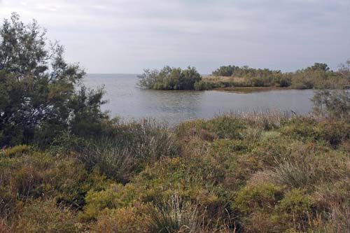 Vogelschutzgebiet in der Camargue am Etang de Vaccarès