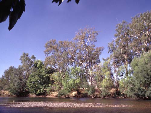 Am Tumut-River