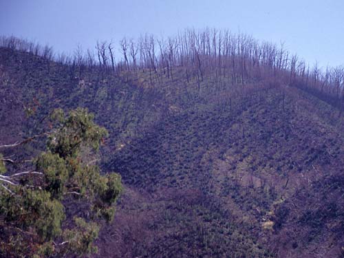 Die Folgen der Buschbr�nde aus 2003