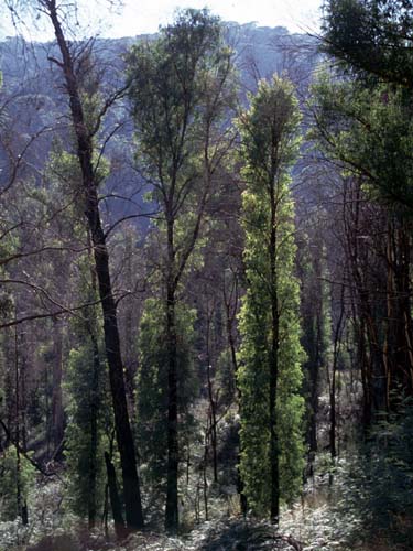 Die verkohlten B�ume regenerieren schnell