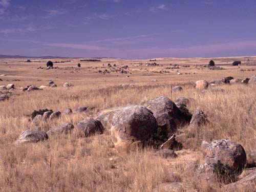 Mit Felsbl�cken �bers�hte Ackerlandschaft bei Berridale