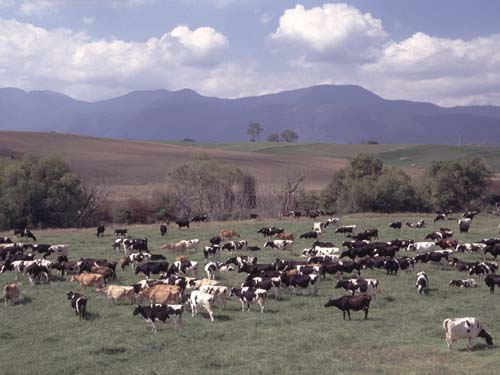 Aus dem Begatal stammt der Rohstoff f�r Australien's beste K�sesorten