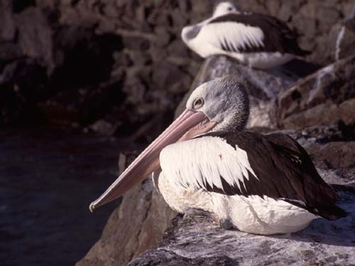 Pelikane in Kiama