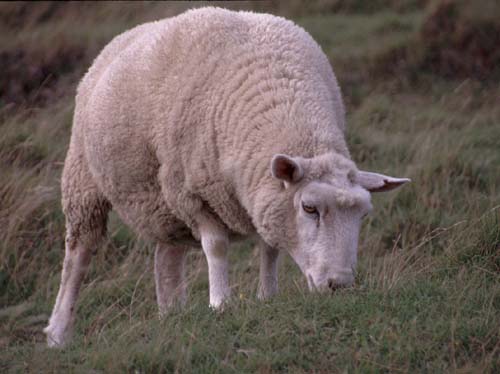 Vierbeiniger Rasenmher