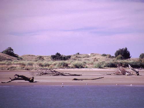 Treibholz am Whakatane-River