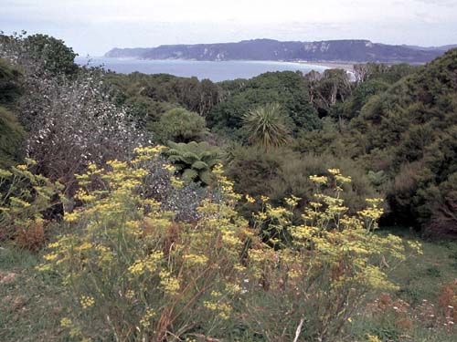 Die Hicks-Bay am East Cape