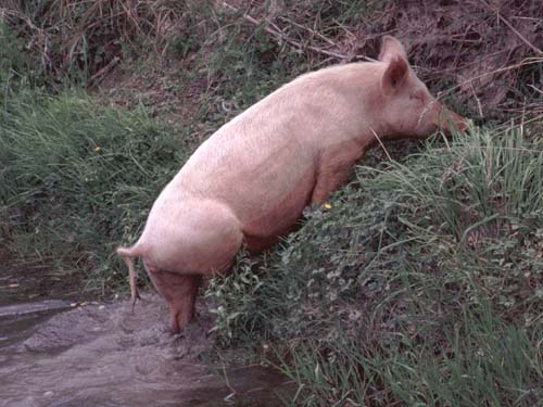 Frisch gebadet ist die Welt in Ordnung...