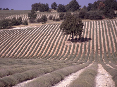 Lavendelfelder auf dem Plateau von Vaucluse